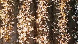 Las Cruces, New Mexico, Chile Peppers and Cotton Field Drone Video Chill Out