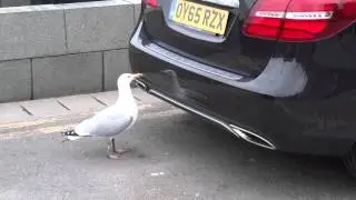 Victor the Crazy Seagull