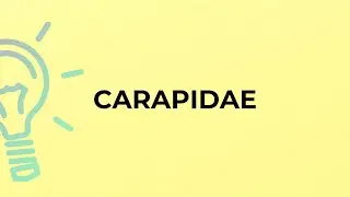 What is the meaning of the word CARAPIDAE?