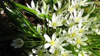 Ornithogalum umbellatum