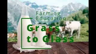 Grass to Glass Channel Introduction: Dairy farming in New Zealand