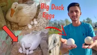 Big Duck Ny Bht Sara Eggs Da Dai 😍 Happy