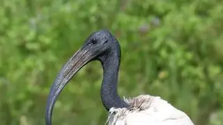 Ibis sacro - Tecnica di cattura dei gamberi