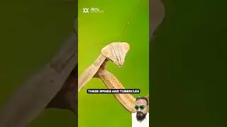 #insects #preyingmantis #mantis #science #7starprayingmantis #bug #craftingmantis #shorts
