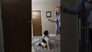 Down stay beginner/intermediate level for younger dogs. 