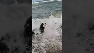 Хаски окунулся с головой в океан #dogbreed #sea #ocean #husky #собака