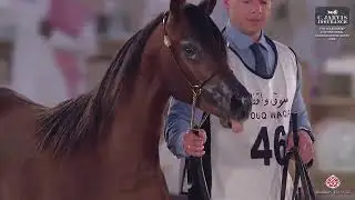 N 46 FALAK AL NASSER   7th Souq Waqif International Arabian Horse Show 2026   Yearling Fillies   Sec