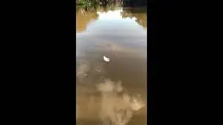 The main duck looking for a feed