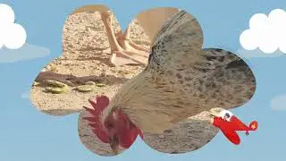 Criollo Chicken Sounds | Farm Animals from Around the World