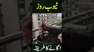 How to grow TUBEROSE Bulbs. || Gardening With Javed Iqbal #javediqbal #gardening #gardeningtips