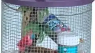 How hermit crabs are abused COPY