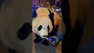Drunk Panda Fails Sobriety Test&hellip; Chaos on the Street 😂🐼🚨