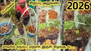 2026 பொங்கல் சிறப்பு அறுவடை மாடியில் Miracle harvest from terrace garden ♥️ 
