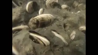 Clam Vacuum