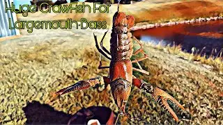 Live Crawfish 🦞 For Largemouth Bass