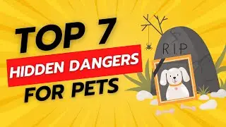 Pet Safety: 7 Common Household Hazards to Avoid | Total Pet Tales