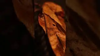 Unknown Moth - #5 of 20 - ambient light - ambient sound - night - calm - screen porch summer night