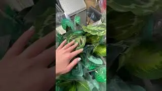Что нового в пятерочке у дома ? #plants #комнатныерастения #цветы #цветыдлядома #аглаонема