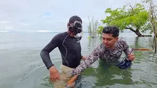 Pesca y fritanga de mojarras usando arpones y varillas bajo grandes rocas