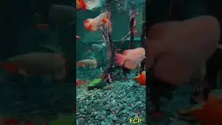 Nature in the fish tank #AquariumLife #NatureInYourHome #AquaticEcosystem #FishTankDecor