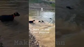 Gun dog development, swimming, Texas blue Lacy puppies ￼