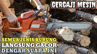 SUARA BERISIK GERGAJI MESIN ❗ BIKIN EMOSI BURUNG MACET LANGSUNG GACOR SEKETIKA