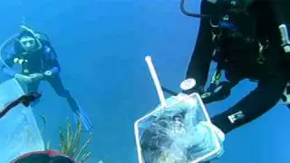 Lionfish catching with Dive Provo