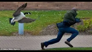 People Vs. Geese ! - Funniest and most Hilarious Geese Attack