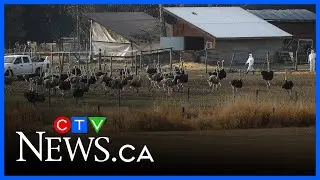 Animal Justice Canada &lsquo;deeply concerned&rsquo; by the CFIA's methods of B.C. ostrich culling