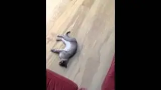 Cat curling #lovecurling #winterolympics #sochi
