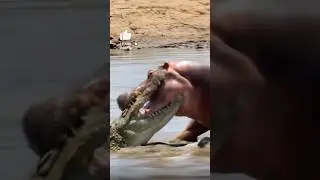 Бегемот vs крокодил #животные #wildlife #дикаяприрода