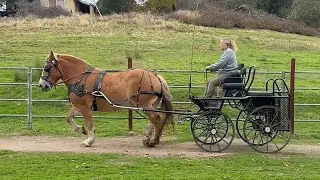 Lulu Warms Up for Her 1st Combined Driving Event (CDE) Competition 