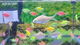 GLOWFISH KIDS, AQUARIUM SHOW, KAPULAK FISH SMAL