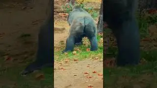 Gorilla 🦍 #conserving rare animal species🦍 #Primateprotection #PrimateSanctuary #endangeredspecies