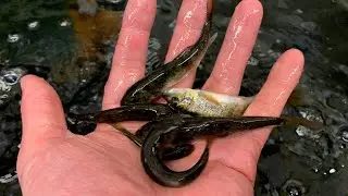 How to keep minnows alive