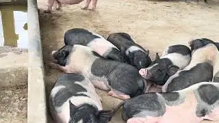 Pig Group 🐖 Sleeping Too Much in the Cage | Funny & Cute Lazy Pig Moments