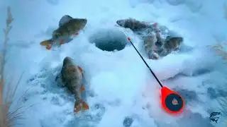 ЭТОТ БОЧАГ ЗАБИТ ОКУНЕМ! РЫБАЛКА НА БЕЗНАСАДОЧНУЮ МОРМЫШКУ! 🐟