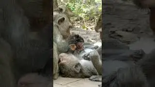 Cute Baby Monkeys at Angkor Wat #Shorts #26