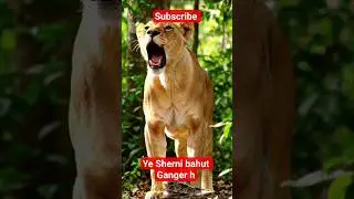 A lioness and giant python #shorts  #python #giant #lionesses #battle