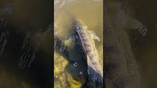 Zanderjiggen lernen in unter einer Minute!  Teil 2 #zanderangeln #angeln #zander #elbe