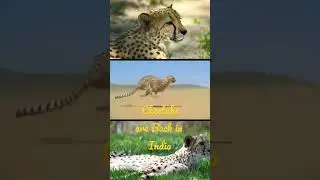Cheetahs are back to #India after 70 Years #cheetah #welcomecheetah #namibia #narendramodi