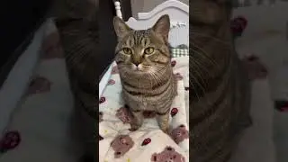 purring machine is on low setting today