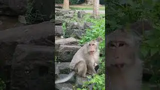 DeeDee and cute newborn #luno #babymonkeyangrymom #babyanimal #newbornbaby #cute #devi