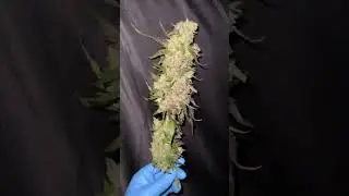 🌈 Rainbow Melon / Feminized seeds by good buddy flowers