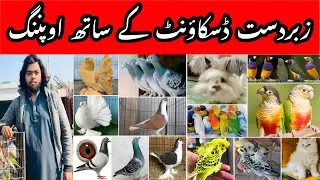 Shahzaib Birds Shop Opening | Special Offers | Cheap Birds Available