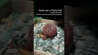 Indutor de brota&ccedil;&atilde;o (Pasta Kali)