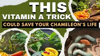 How Do I Give My Chameleon Vitamin A Naturally Through Food and Supplements