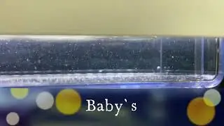 New Baby`s !!! 😍(Microrasbora Erythromicron)