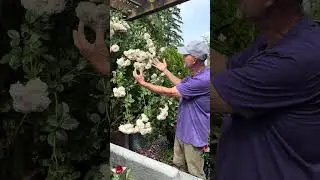 Climbing roses in container. Quick tips.