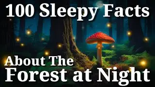 The Most Relaxing Facts About The Forest At Night to Fall Asleep To